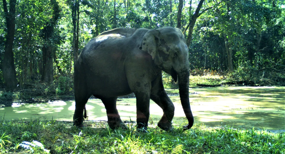Assam: Mother, son trampled to death by wild jumbo in Goalpara - The India Wire