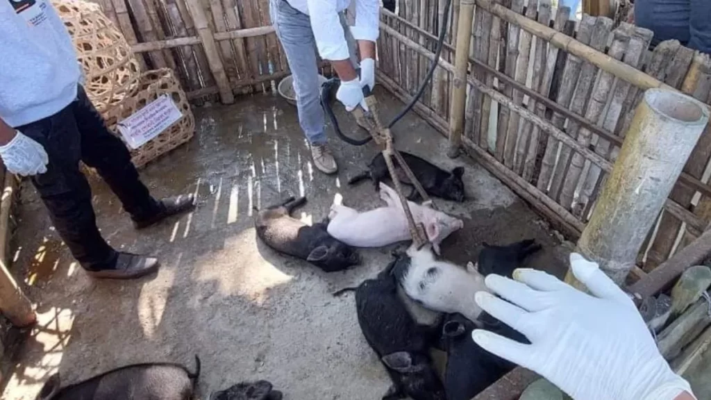 Assam: 18 pigs culled over suspected ASF fear in Lakhimpur