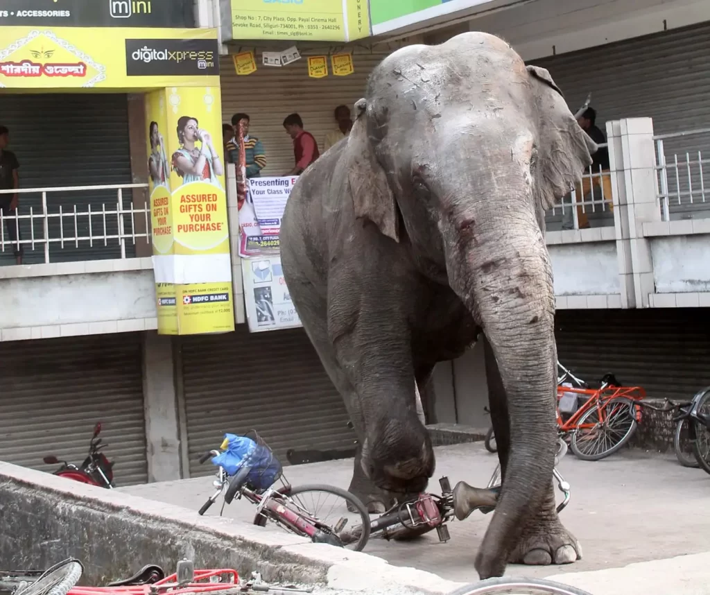 Assam: Class 9 student trampled to death by wild elephants in Jorhat