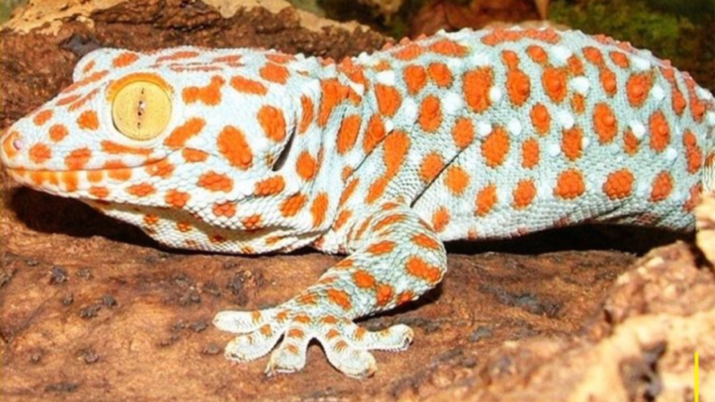 Assam: 2 geko lizards rescued in Chirang, 3 arrested
