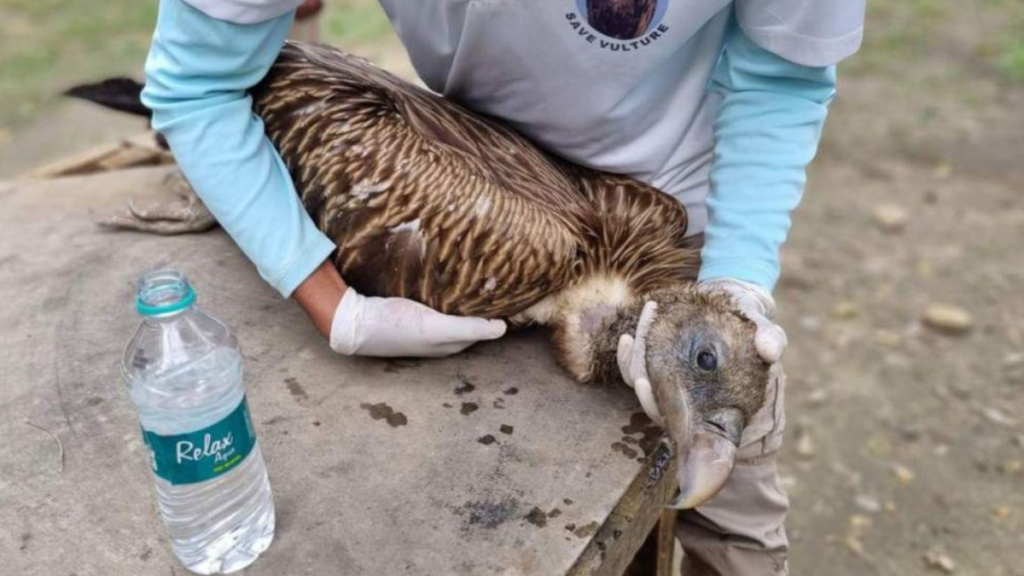 Assam: Six Himalayan Griffon vultures found dead in Lakhimpur’s Dhakuakhana
