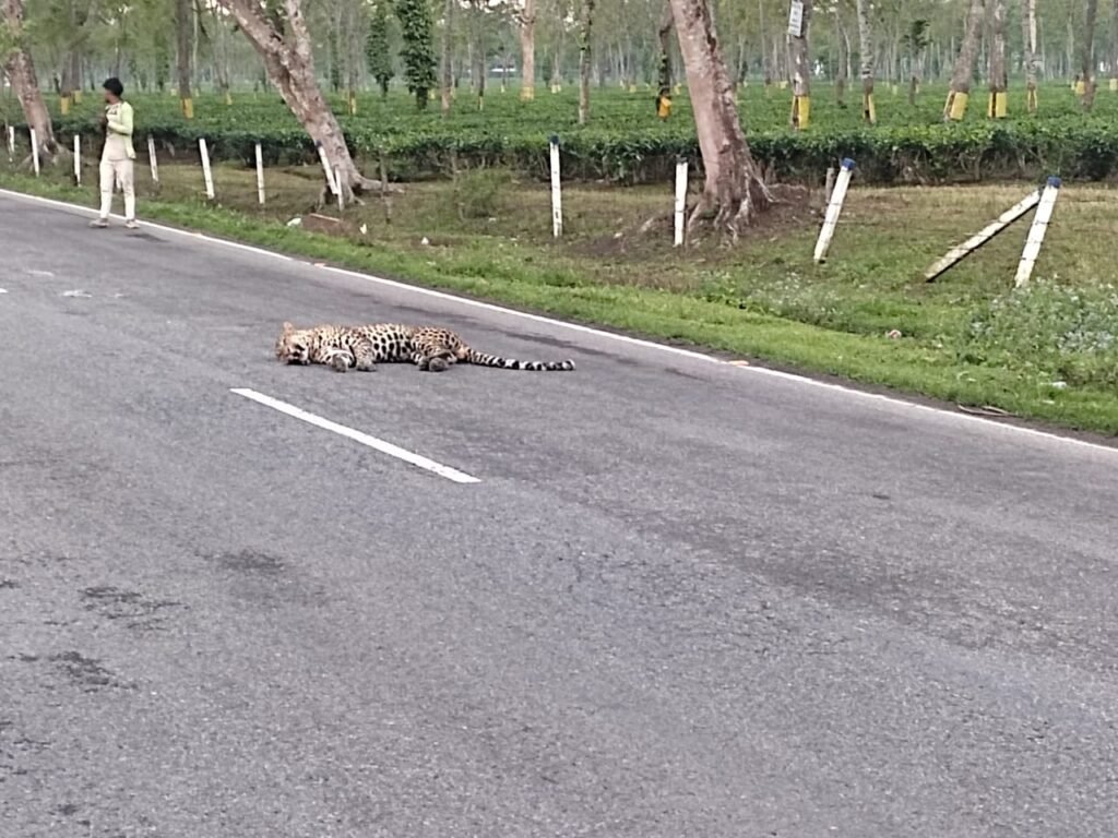 Assam: 2 leopard cagged,one killed by speeding vehicle in Dibrugarh
