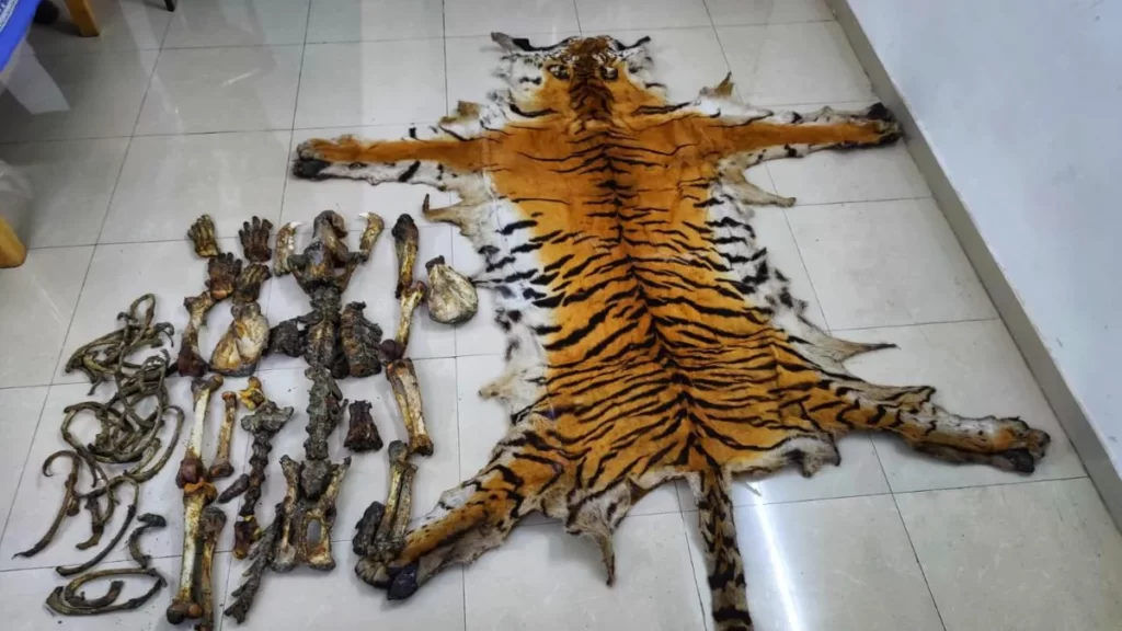 Three wildlife smugglers arrested with tiger skin and bones along Assam-Arunachal border