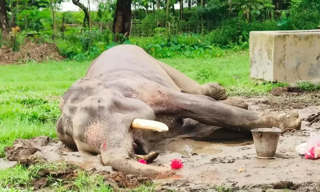 Assam: Oldest elephant in India ‘Bijuli Prasad’ dies in Bihali tea estate