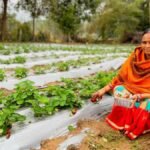Vedanta’s “Project Sangam” empowers Kalahandi farmers through strawberry cultivation