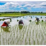 Uttar Pradesh Sitapur Tops UP Farmer Registration Drive Statewide Enrollment Hits 54 - The India Wire